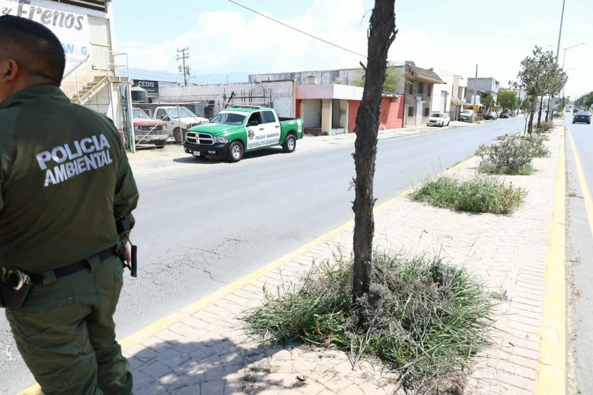 $!Medio Ambiente informó que cinco pinos ubicados sobre Isidro López Zertuche fueron sometidos a una poda sin autorización.