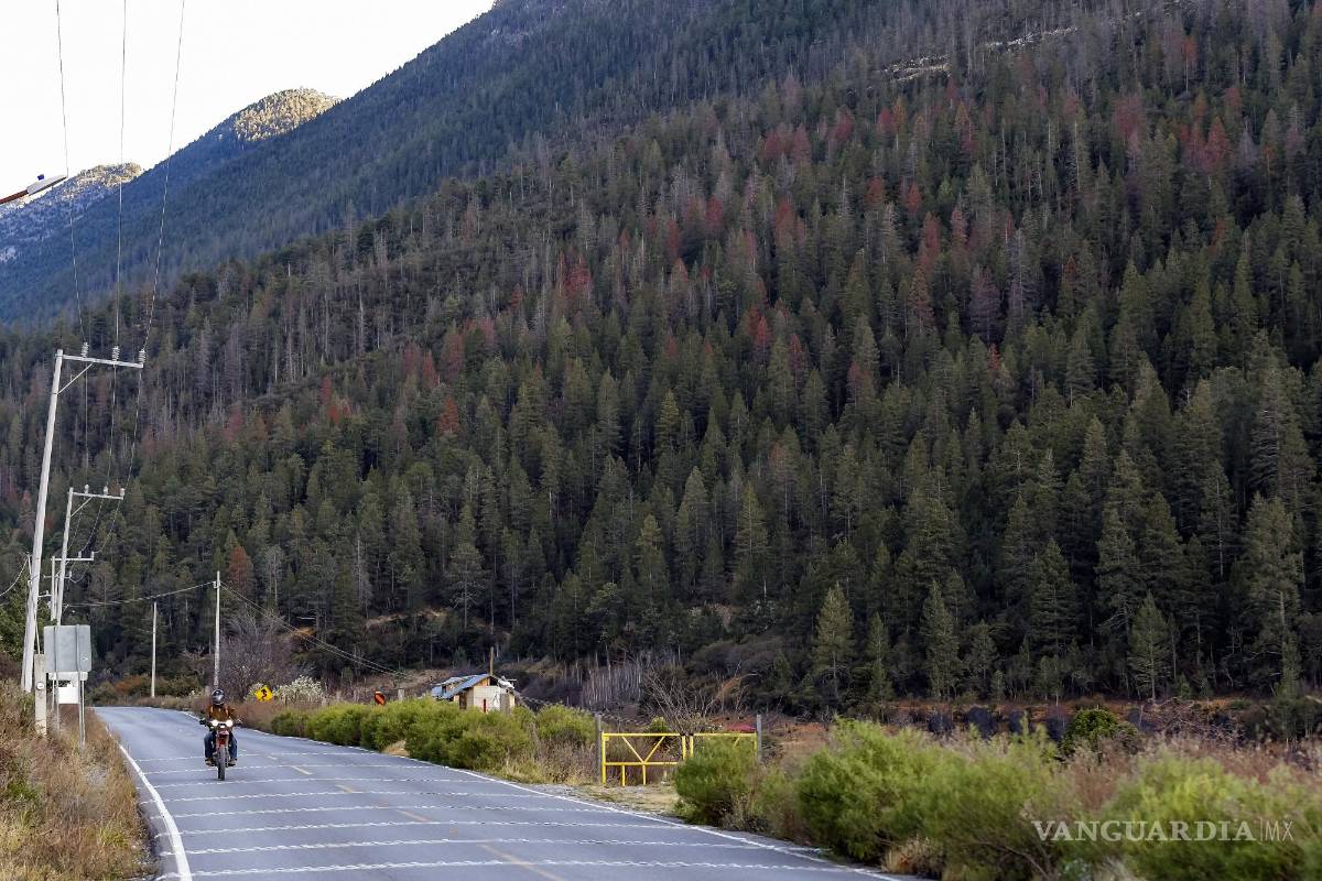 Se convierte Sierra de Arteaga en un polvorín para incendios: experto