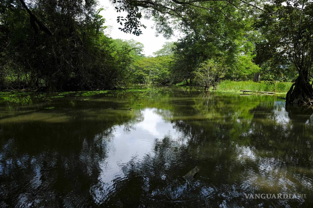 $!Vista de un manglar en los alrededores de la playa Guacalillo, unas de las más contaminadas de Costa Rica.