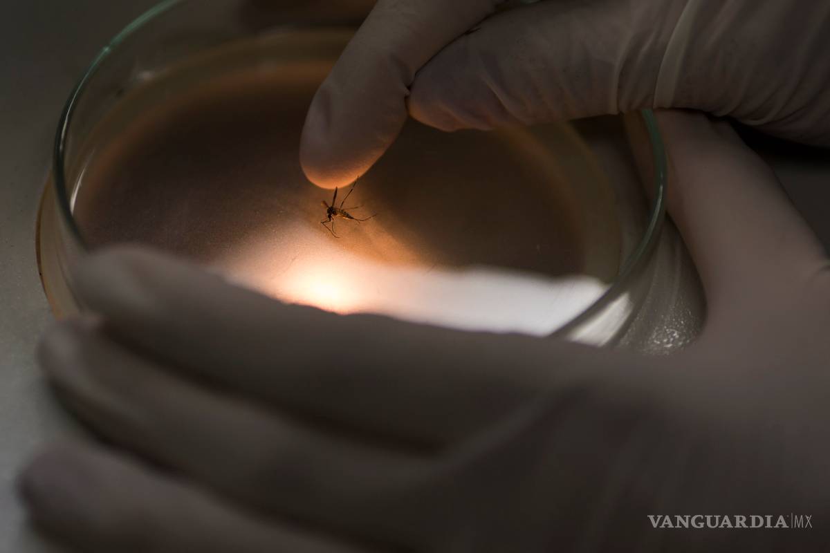 Por qué recién ahora surge la alerta por el zika, si el virus se conocía desde hace 30 años