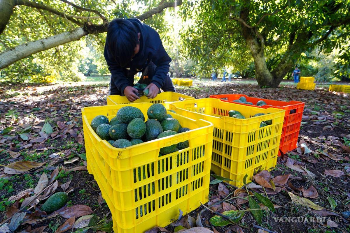 $!De los doce millones de toneladas del “oro verde” que se cosechan en todo el mundo, tres millones de toneladas son de producidas en México