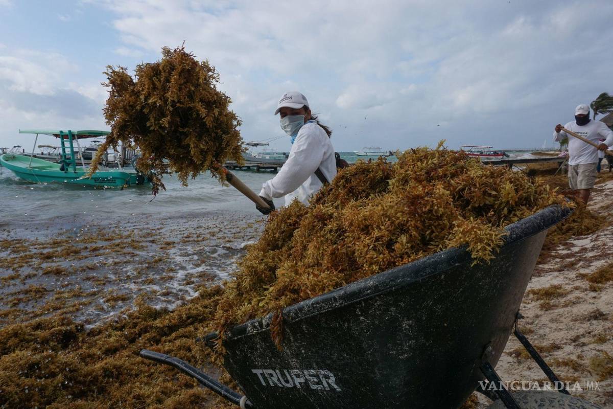 $!Semar informó que para atender esta temporada cuentan con 11 buques sargaceros.
