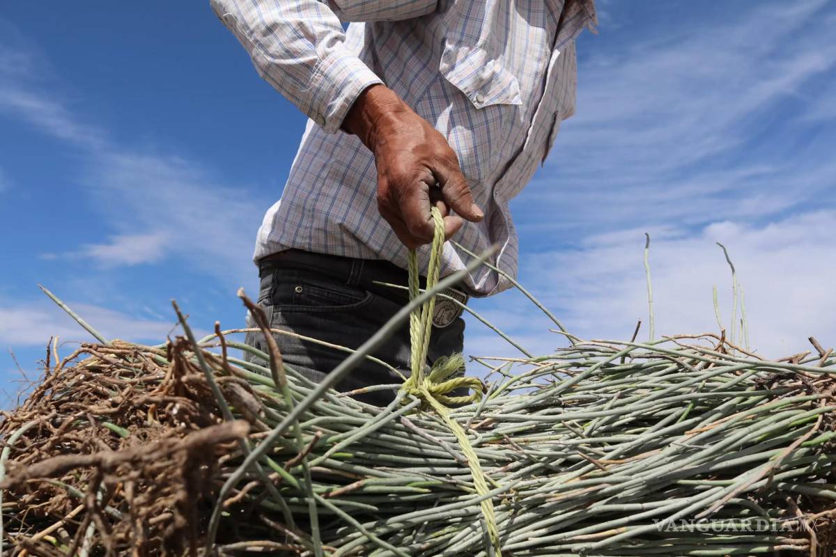 $!La cera de candelilla, recurso emblemático del semidesierto coahuilense, se convierte en oportunidad de desarrollo comunitario gracias a la capacitación científica.