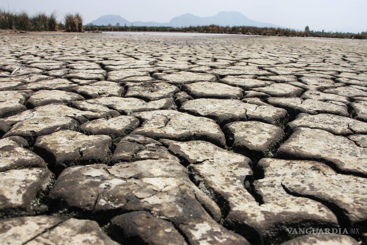 Altera sequía en Coahuila el hábitat