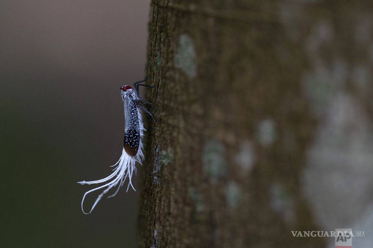 Tu jugo del día: AMLO no perseguirá a colaboradores de García Luna