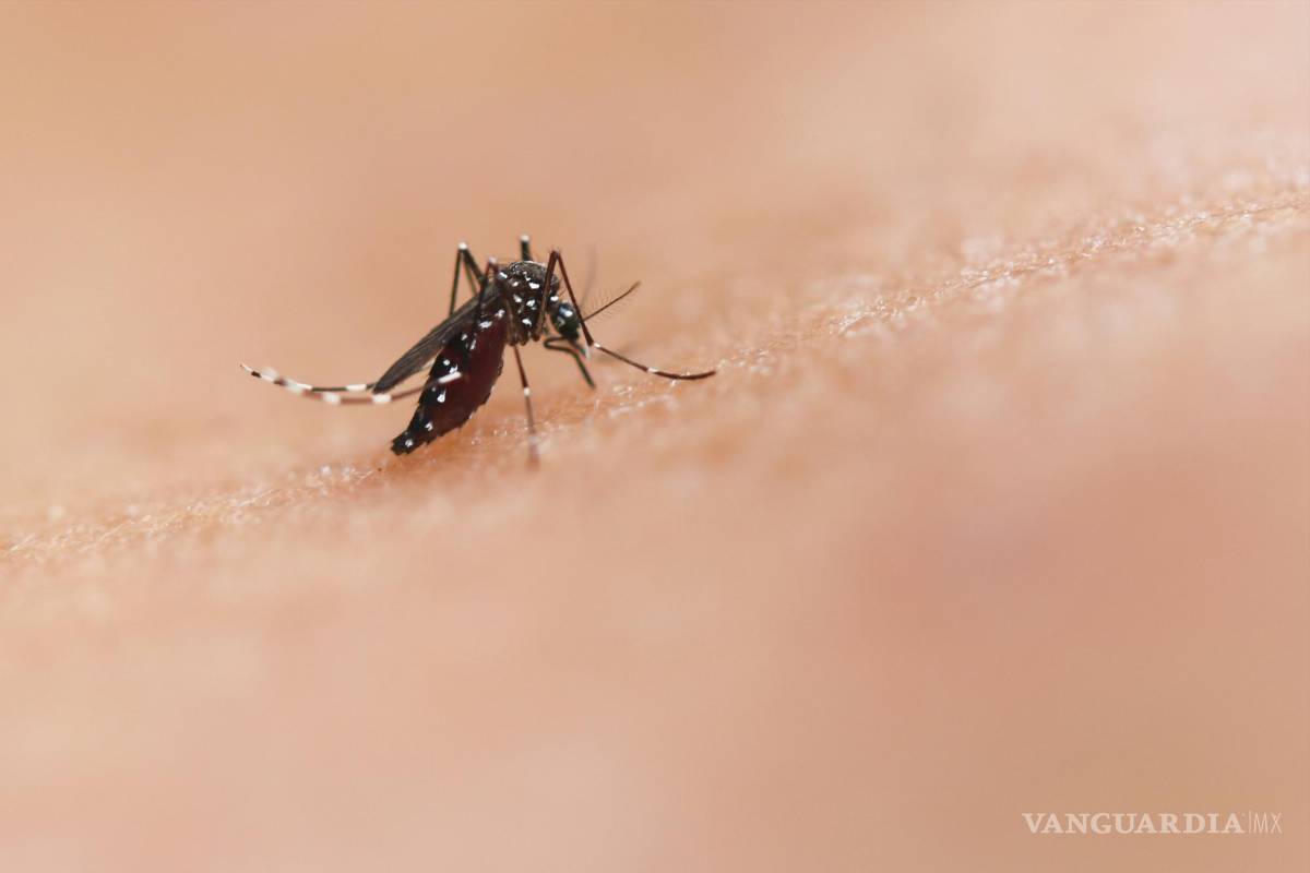 $!Un mosquito promedio extrae aproximadamente 0.01 a 0.02 mililitros de sangre en cada picadura.