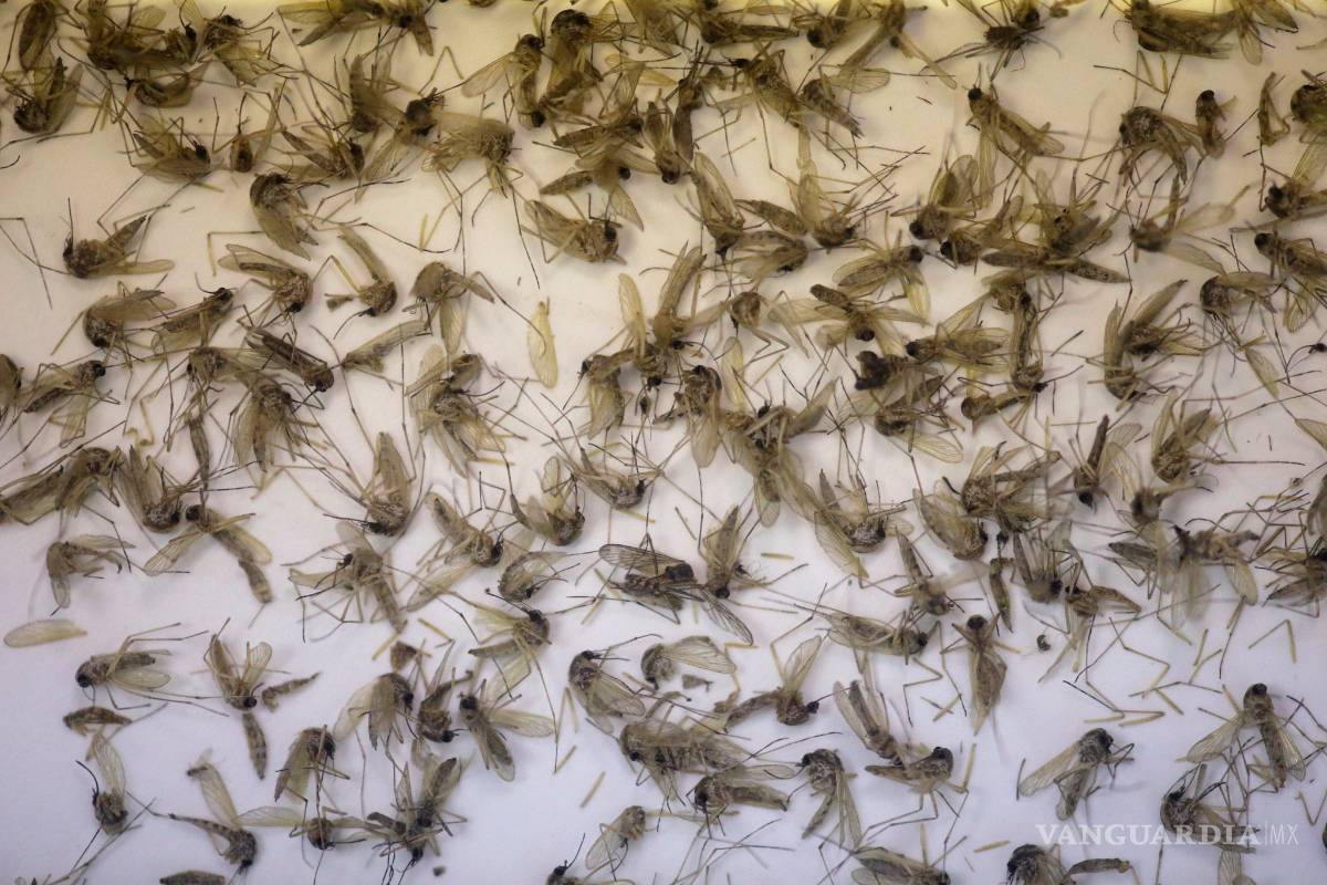 Liberan en Islas Caimán mosquitos modificados genéticamente