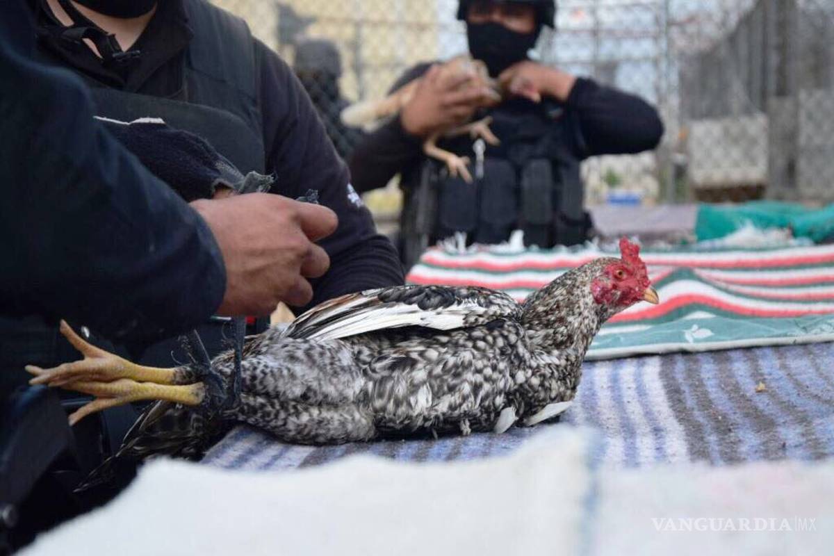 Encuentran gallos de pelea durante cateo en penal de Nuevo Laredo