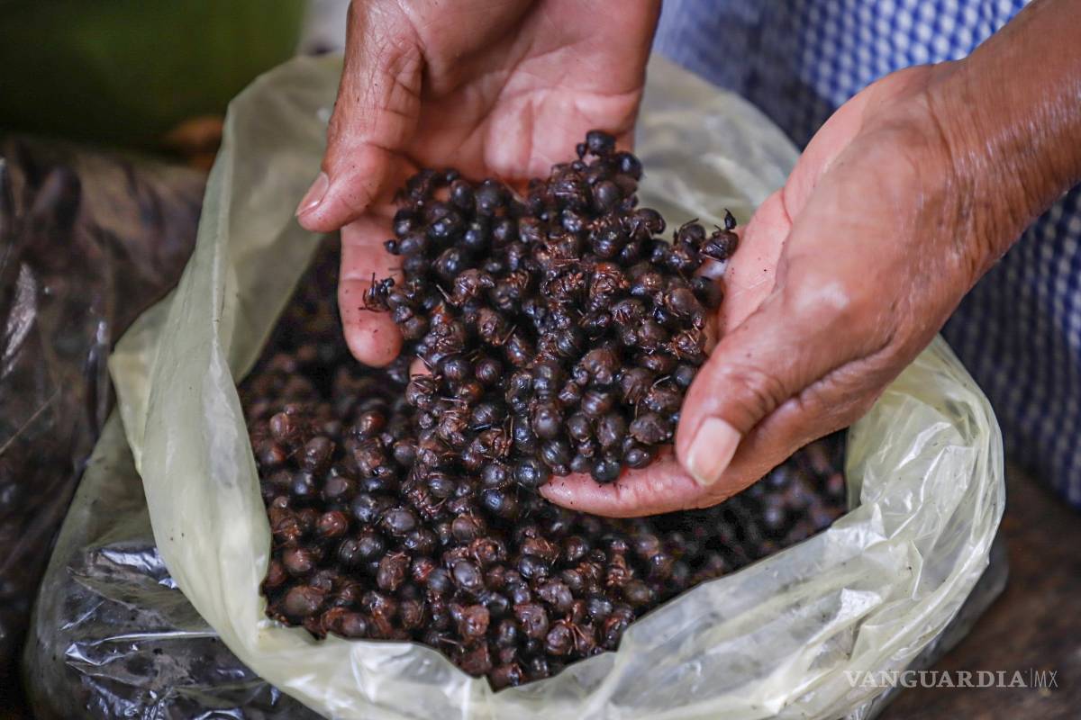 Nucú, una hormiga comestible que es un manjar en la gastronomía mexicana