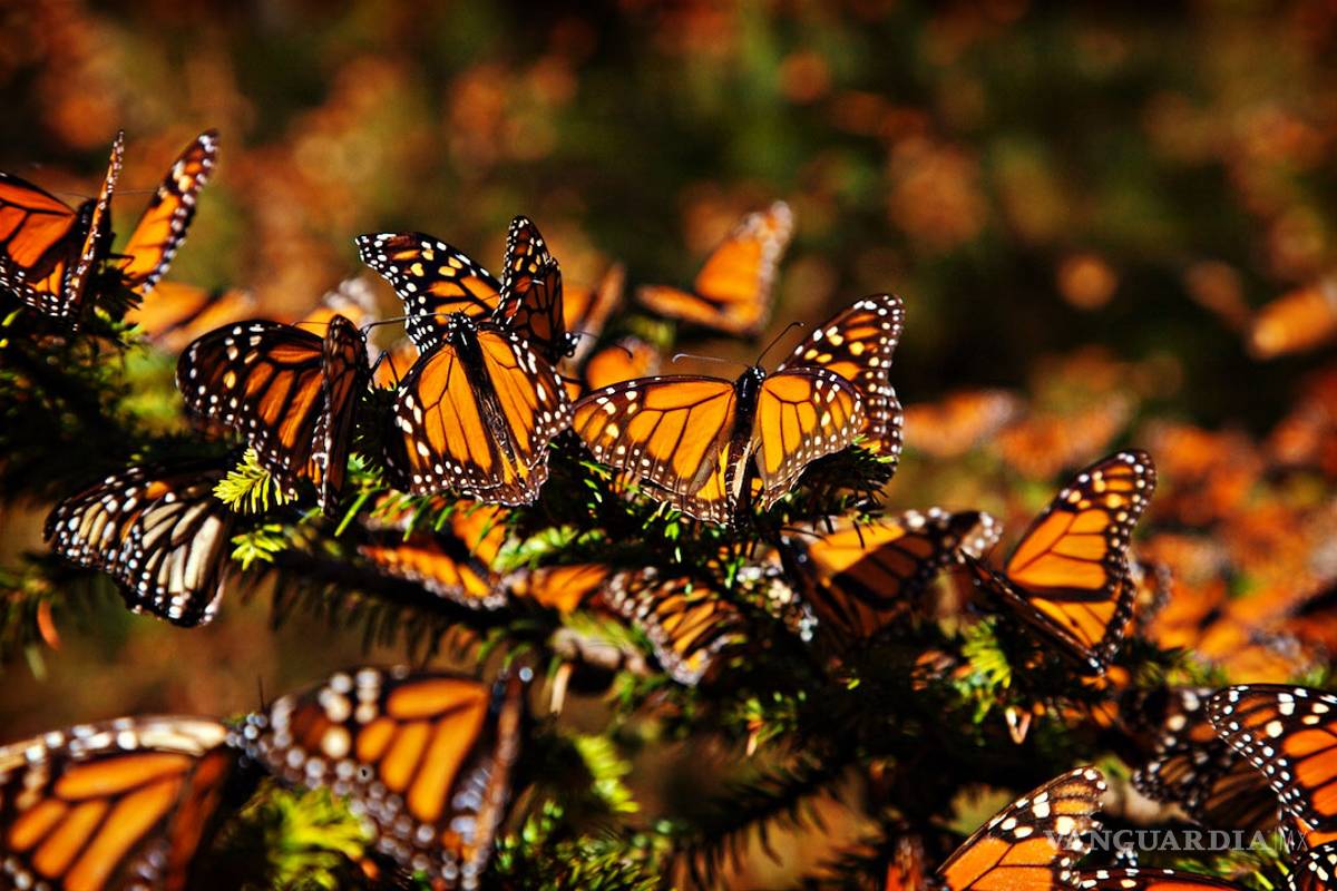 Denuncian la tala de diez hectáreas en santuario de la mariposa monarca