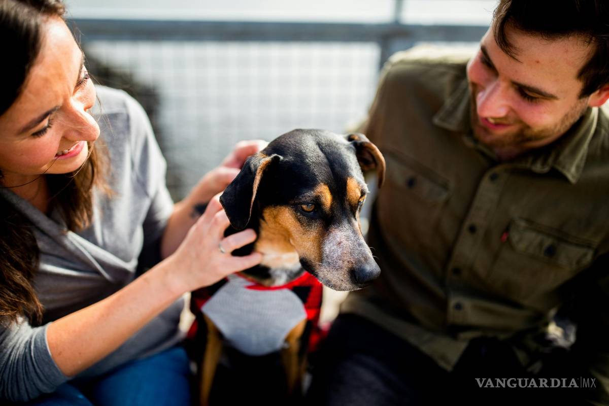 $!El mito más popular establece que un año humano equivale a siete años de un perro.