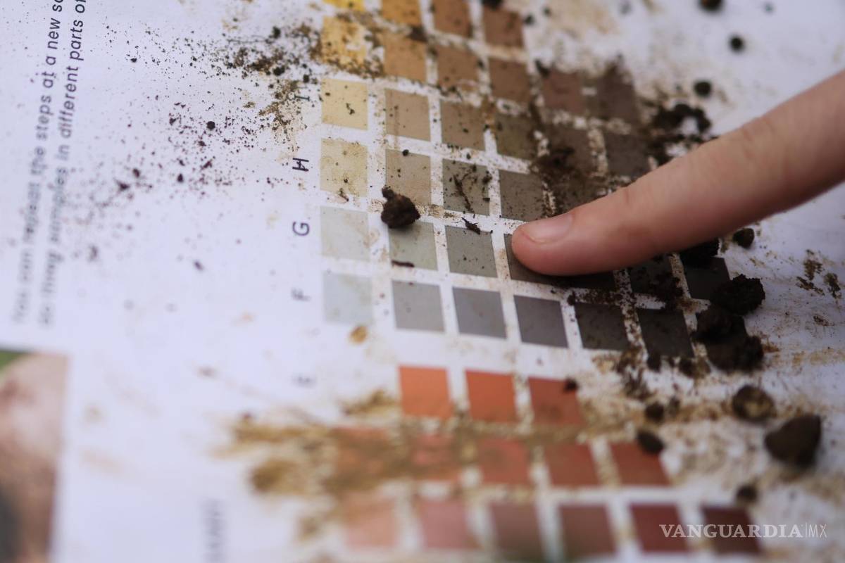 ‘Tiny Forests’, bosques urbanos que buscan ser una solución verde para oxigenar las grandes ciudades