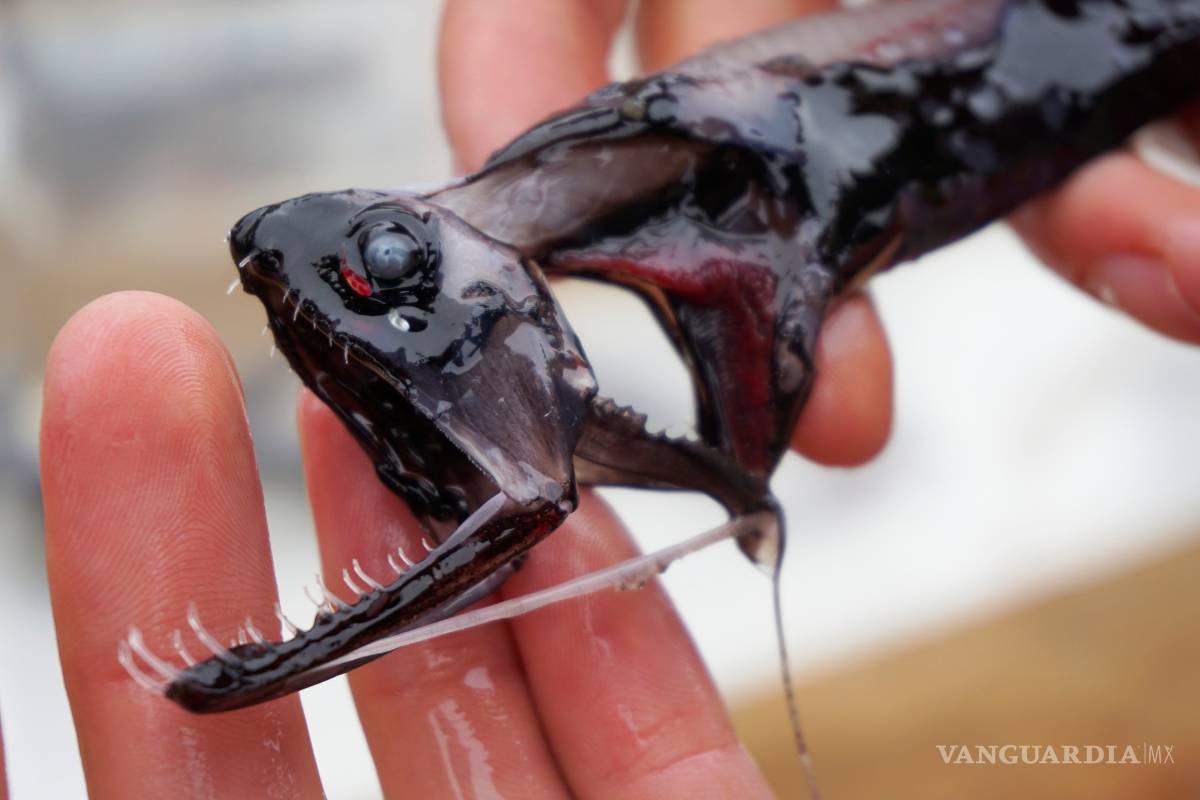 $!Este pez esconde sus enormes dientes haciéndoles virtualmente invisibles para sus presas