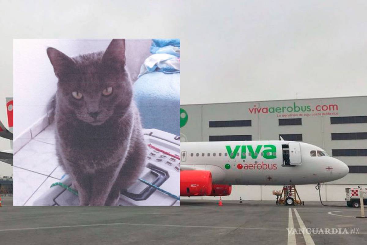 Compró un pasaje especial para su gato, y VivaAerobús lo pierde