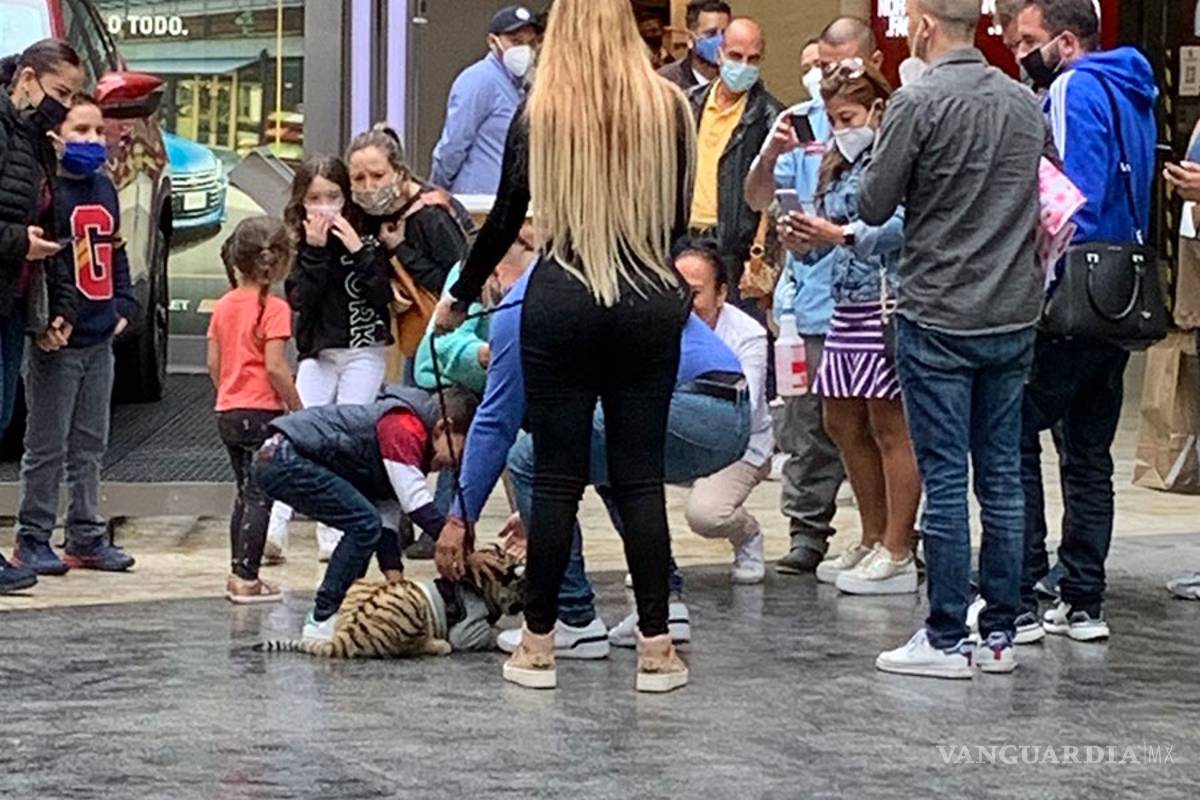 Profepa no encuentra a cachorro de tigre que fue visto en Polanco