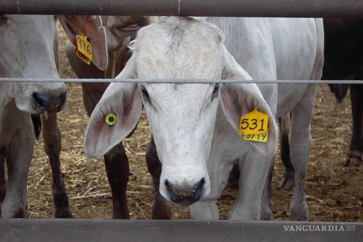 Mantiene Coahuila coordinación ante bloqueo de EU a ganado mexicano