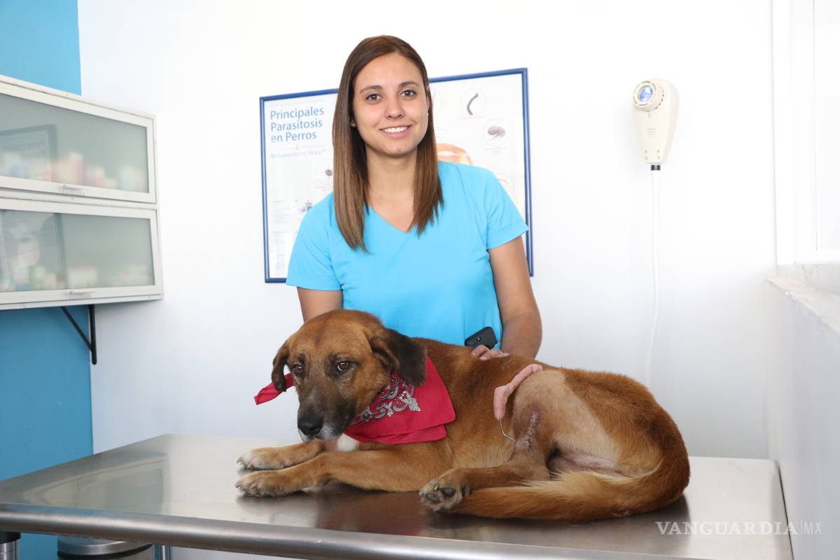 El perrito Coffee, en busca de un hogar