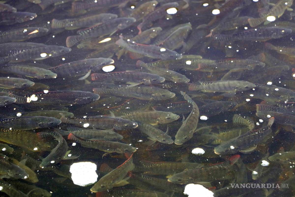 Denuncian sobrepoblación de fauna y contaminación en el lago de la Ciudad Deportiva de Saltillo