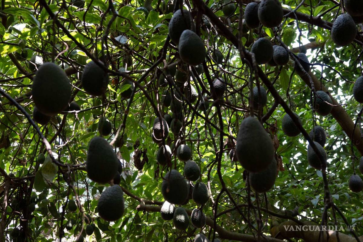 Freno de EU a aguacate mexicano, hasta que haya seguridad: Ken Salazar