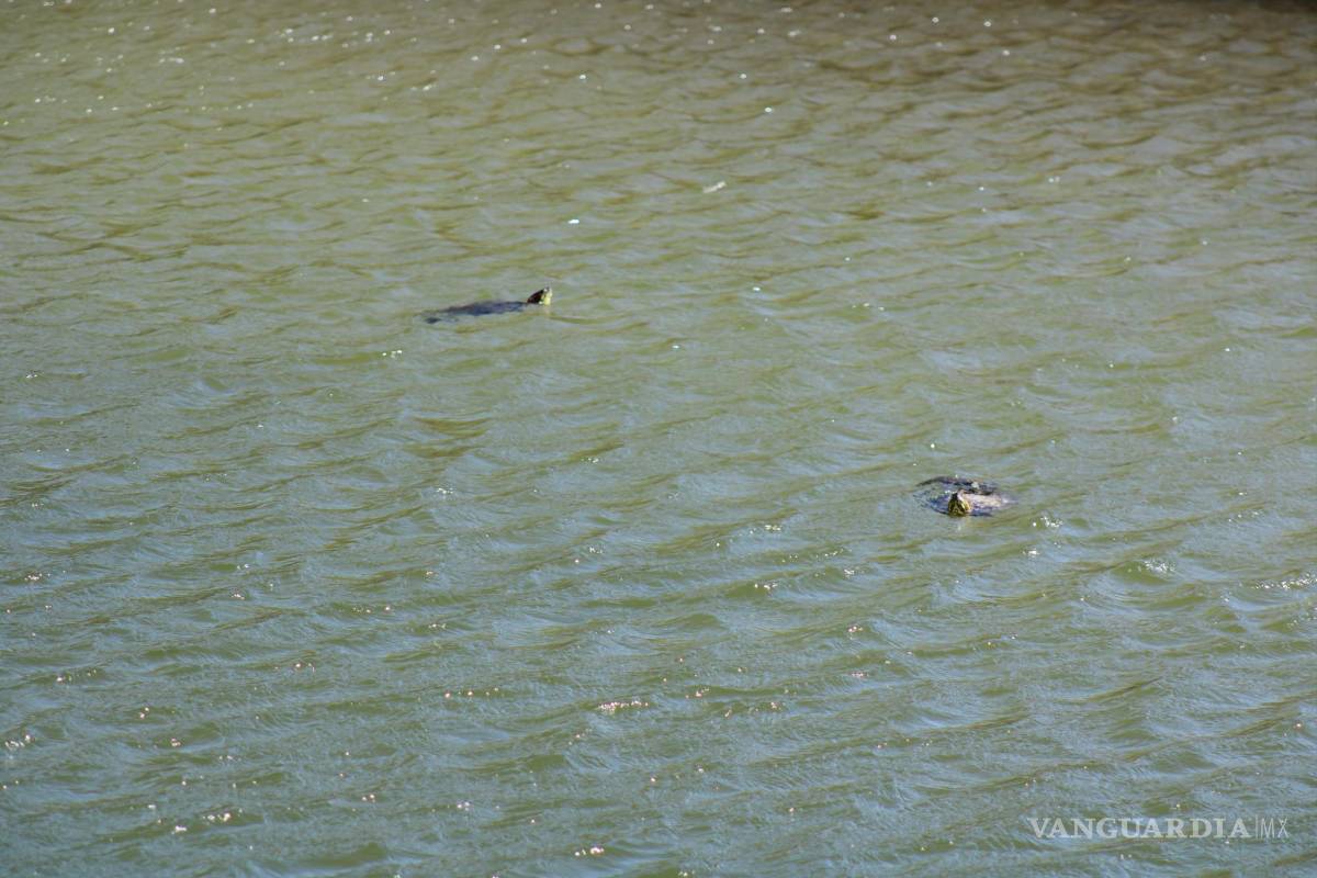 $!El humedal del Garabatal es el hábitat de la tortuga bisagra, única en el mundo.