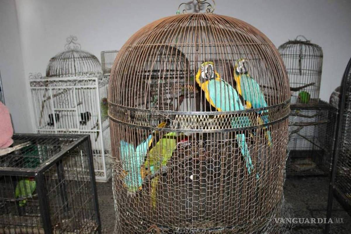 $!Aseguran militares aves exóticas y pistolas de oro en casa en Nuevo León