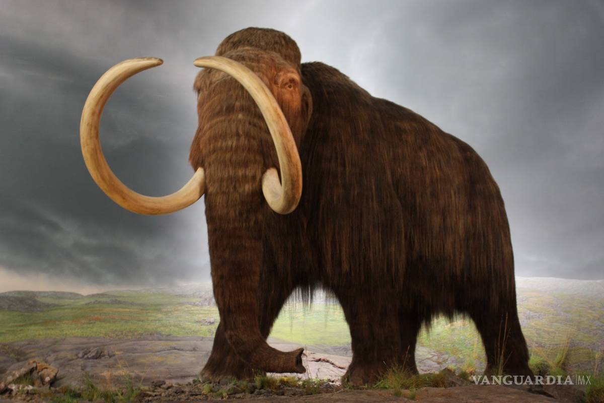 $!Descubren restos óseos de mamut en Querétaro; data de hace 10 mi años
