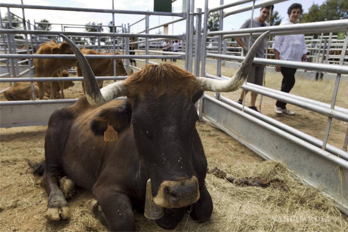 $!La leche humana tiene el porcentaje más alto de lactosa, alrededor del 9 por ciento. La leche de vaca no procesada contiene 4.7 por ciento de lactosa.