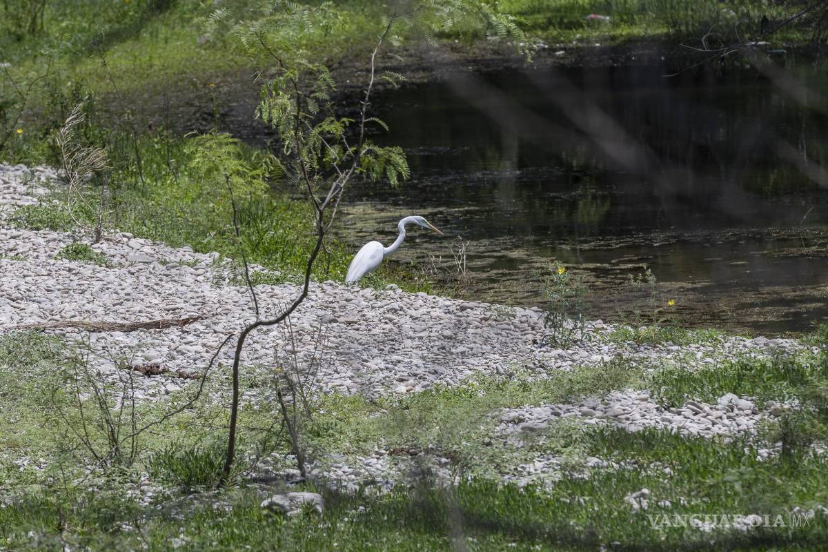 $!En el diagnóstico realizado en la primera década del 2000, se consigna que en las extremidades del Río Sabinas, desde su nacimiento hasta su desembocadura en la Presa Venustiano Carranza (Don Martín), se localizan dos áreas de importancia para la conservación de las aves. Fuente: Ficha Ramsar,