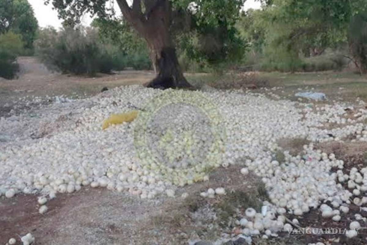 Campesinos tiran toneladas de cebolla; les pagan 1 peso por kilo, tiendas lo venden en 10