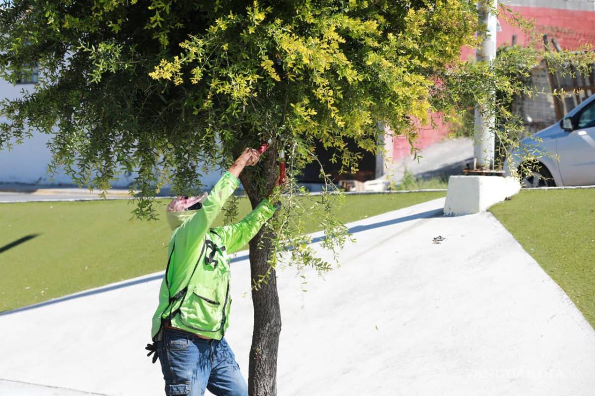 $!Las acciones de mantenimiento incluyen poda de árboles y reacondicionamiento de áreas verdes.