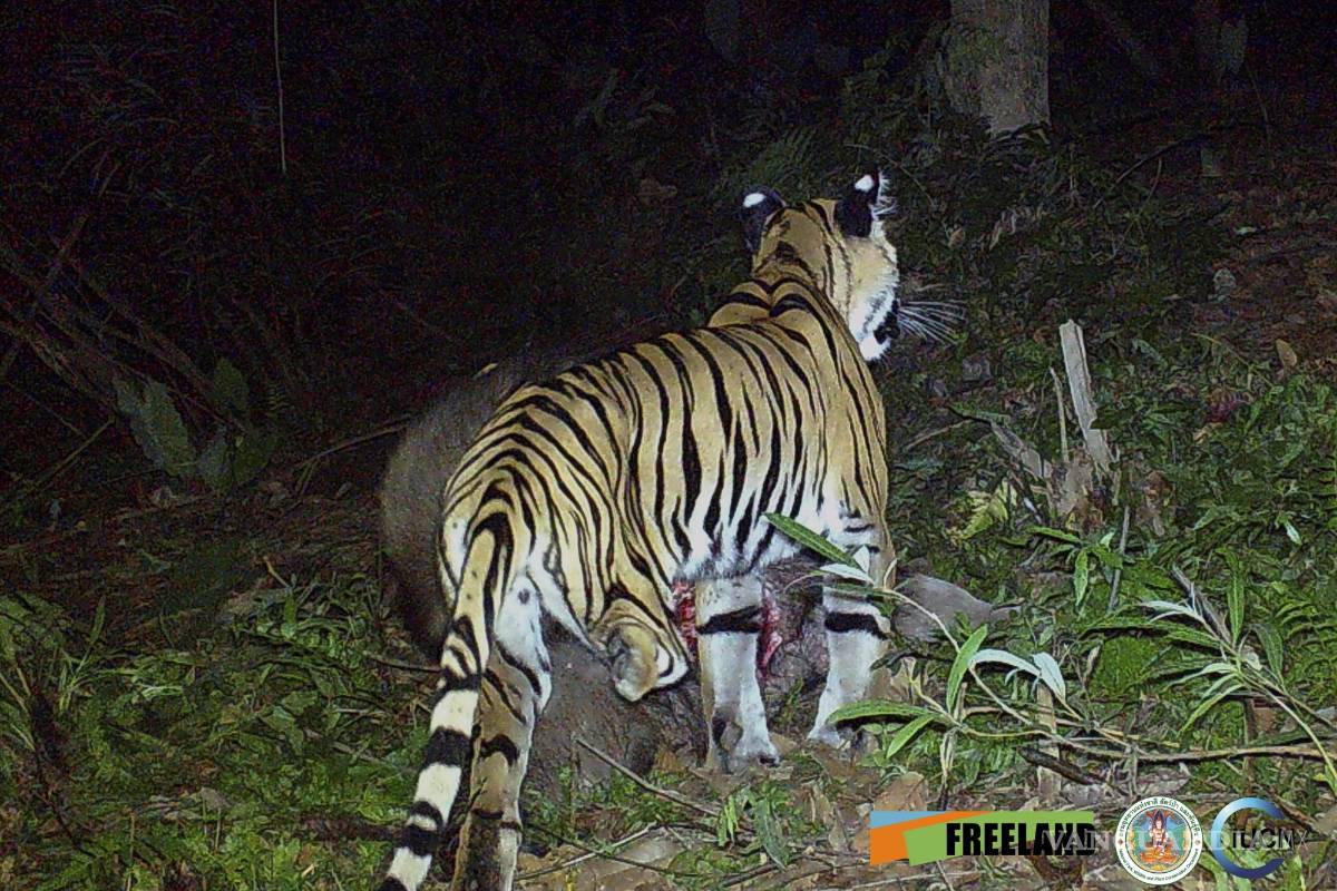 $!In this photo taken by a camera trap, a three-legged tiger walks through the jungle Feb. 6, 2022, in the Khao Laem National Park in Kanchanaburi, western Thailand. (Freeland/IUCN via AP)