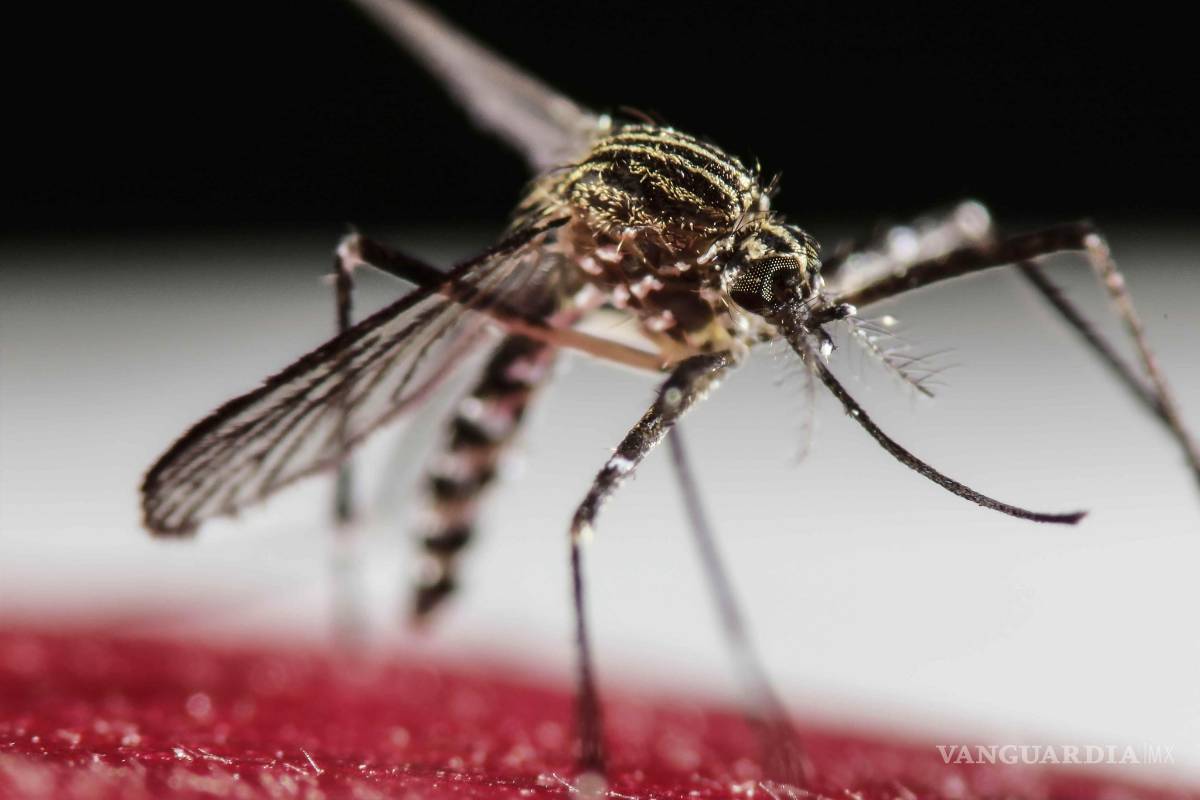 Zika no significa microcefalia: Ssa