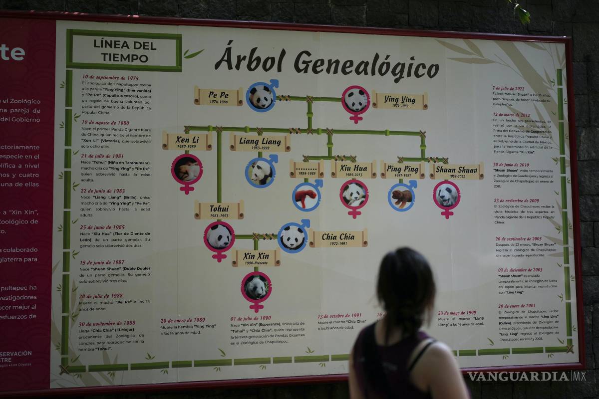 $!Un visitante observa un mural que ilustra el árbol genealógico de Xin Xin, un panda mexicano de 35 años, en el Zoológico de Chapultepec en CDMX.