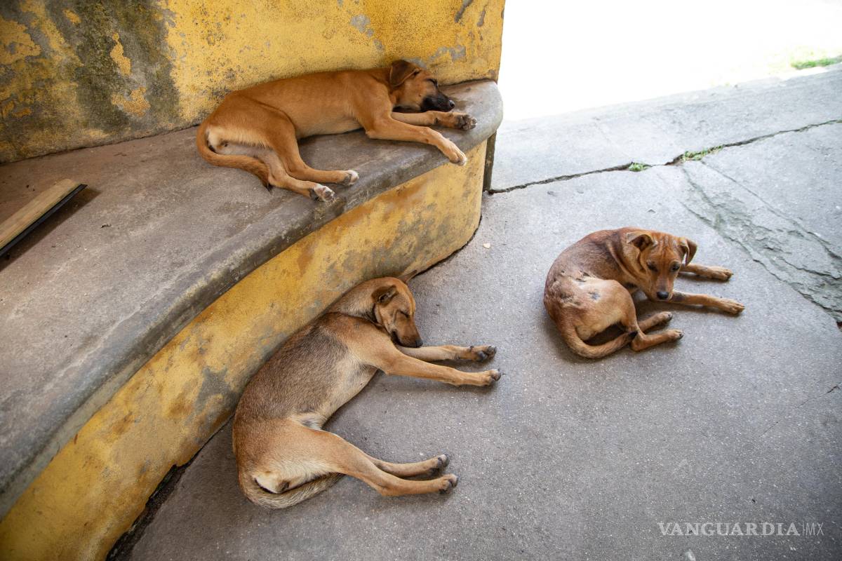 $!Las zoonosis representan un importante problema de salud pública en todo el mundo.
