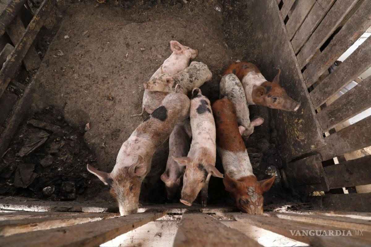 Establos favorecen proliferación de plaga de moscas en La Laguna