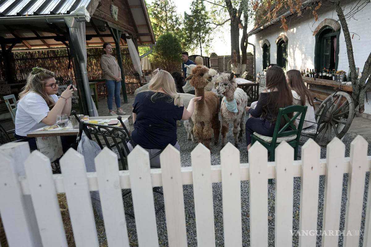$!El Alpaca Cafe abrió hace apenas una semana; el propietario, Zoran Ostojin, comentó que se le ocurrió la idea en Eslovaquia.