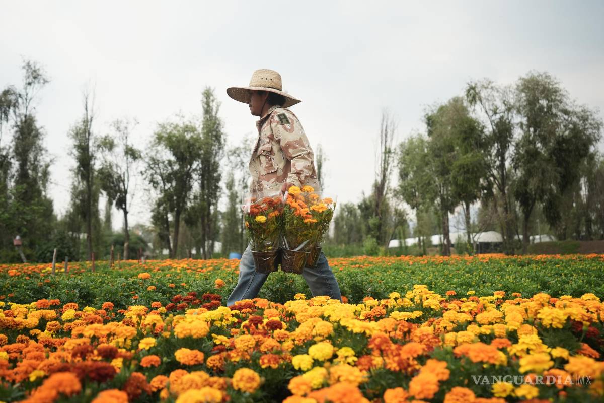 $!Jesús Cuaxospa trabaja en su plantación de cempasúchil antes de las celebraciones del Día de Muertos, en San Luis Tlaxialtemalco.