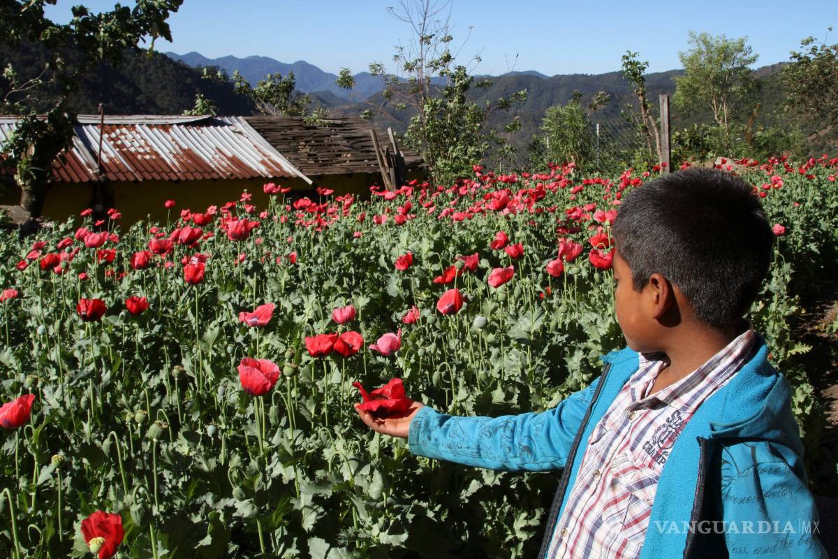 México, tercer productor de heroína en el mundo