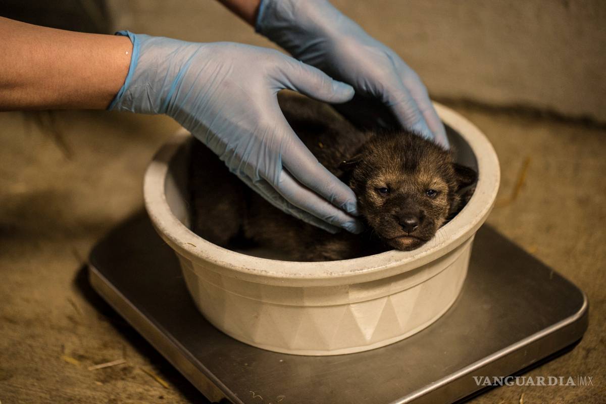 El zoológico Lincoln Park en Chicago tiene nuevos huéspedes, cuatro cachorros de lobo pelirrojo