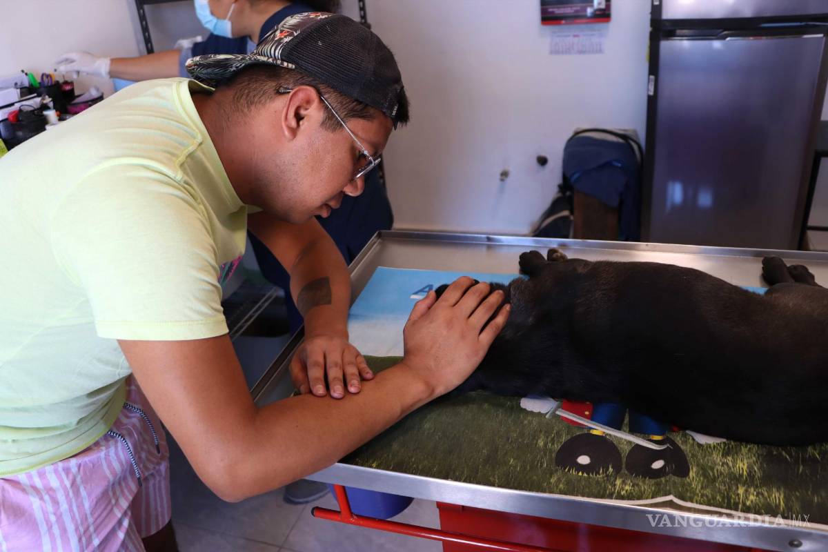 Especialistas en Saltillo, afirman que la eutanasia es la mejor opción para mascotas sin esperanza de vida