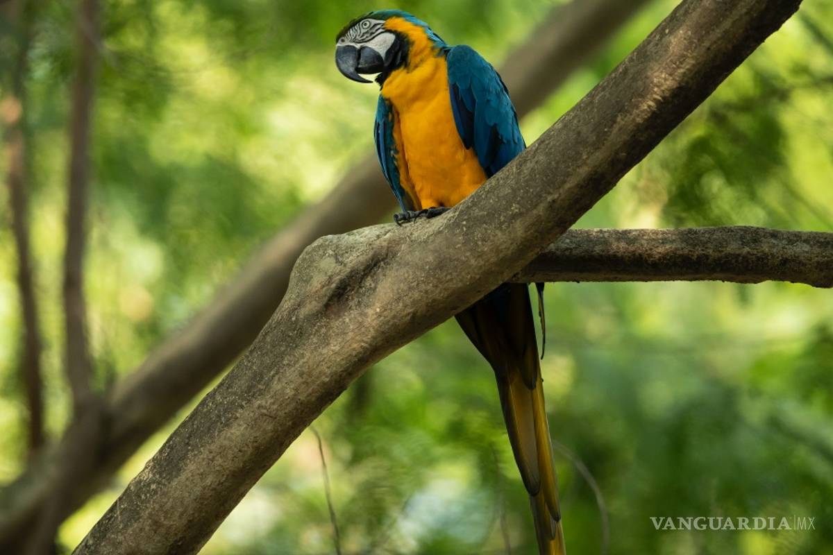 Ultima guacamaya salvaje de Río de Janeiro está sola y busca el amor