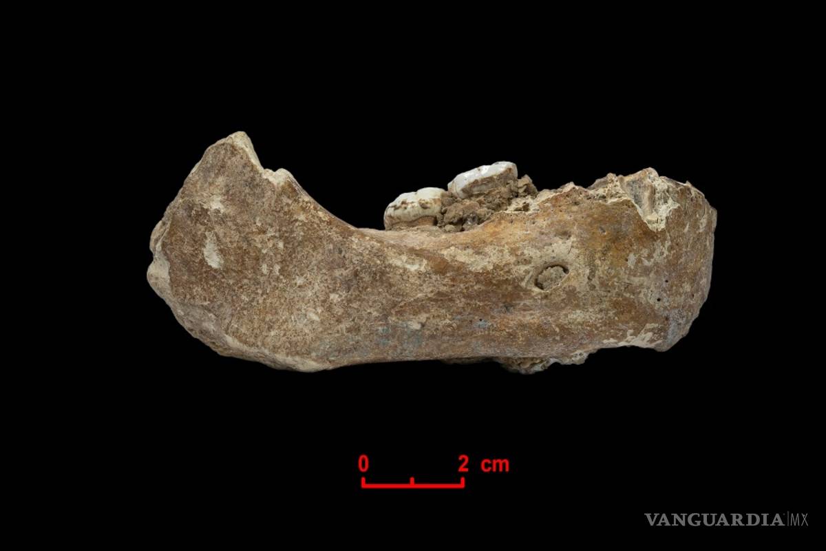 Fósil chino nos da información sobre el misterioso pariente de los neandertales