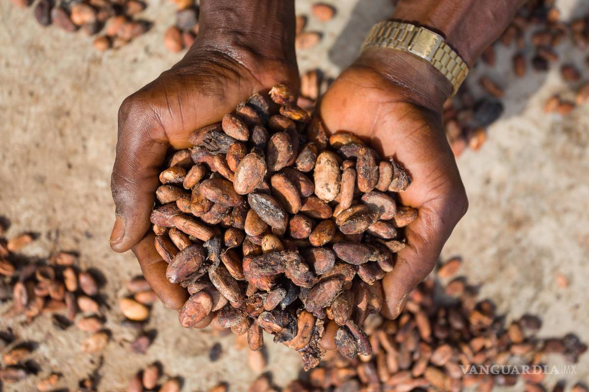 $!Granos de cacao se extienden para secar en una granja de la comunidad de Wao-Wao, en el estado de Ondo, Nigeria. África produce el 73 % del cacao mundial pero sólo consume el 3 % de chocolate.