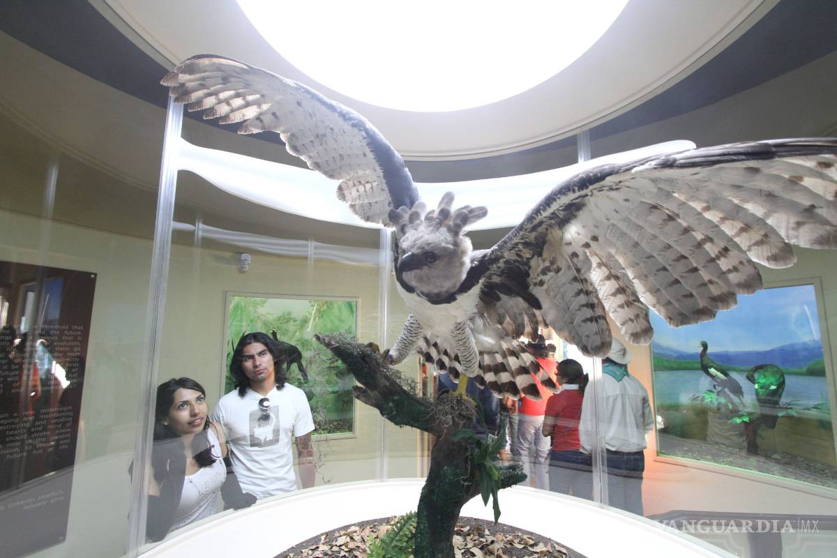 $!Don Aldegundo, saltillense cazador perpetuo de sueños con alas