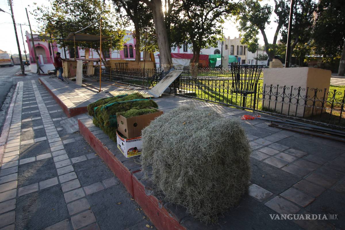 Exhortan a no cortar pinos en cautiverio, tampoco musgo ni heno