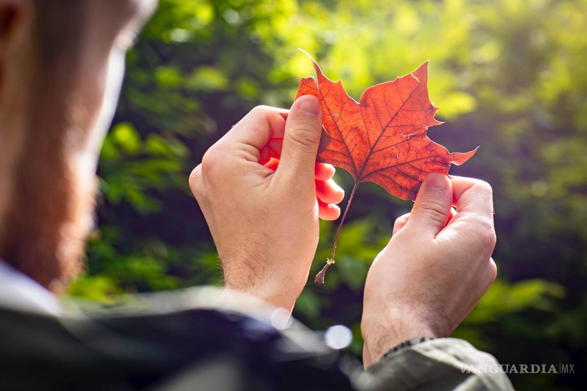 Premian tecnología con la que se hace papel y cartón con hojas de los árboles y plantas