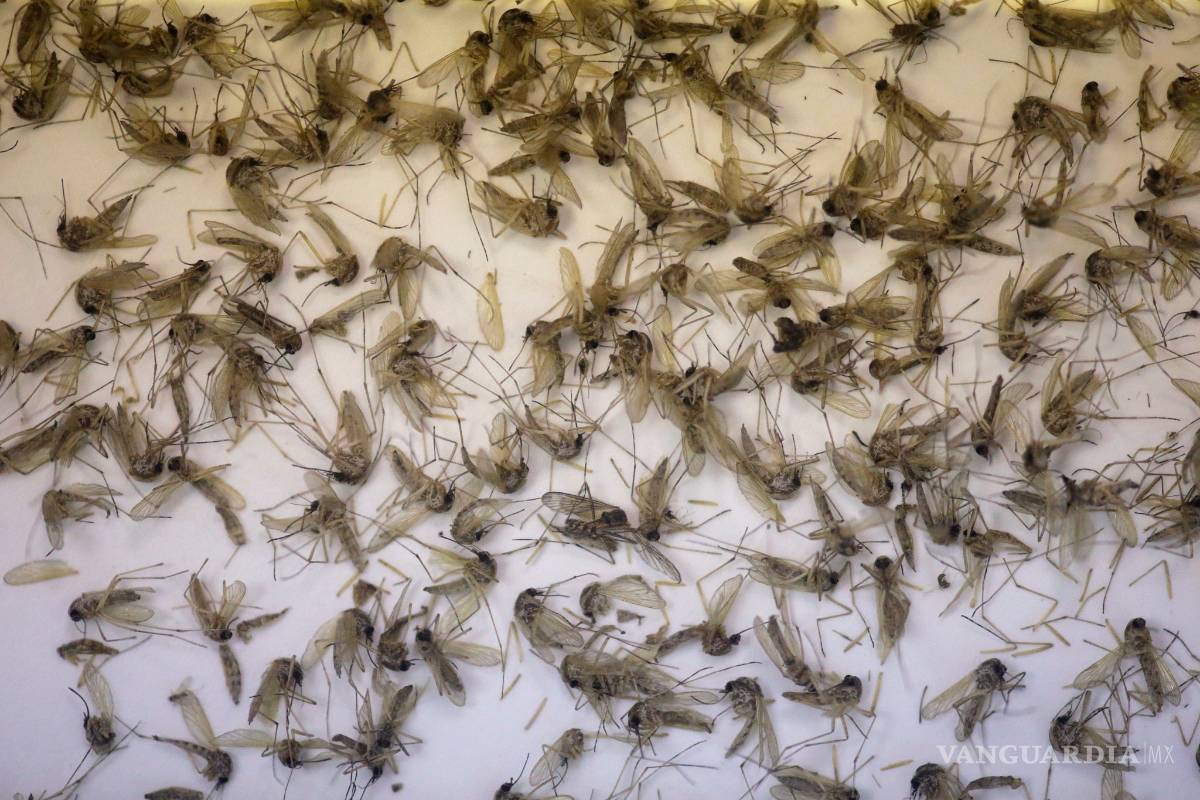 Identifican a segundo mosquito transmisor de zika en Brasil