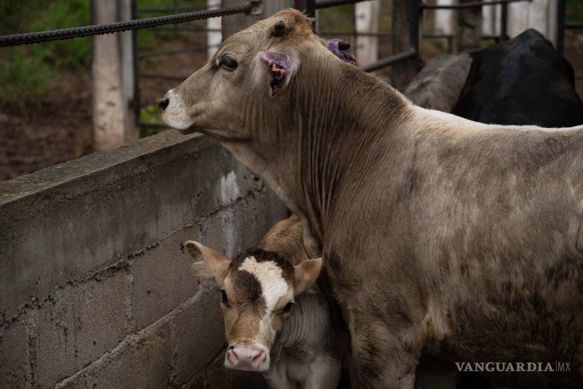Coahuila: buscan financiar engorda de ganado ante cierre fronterizo