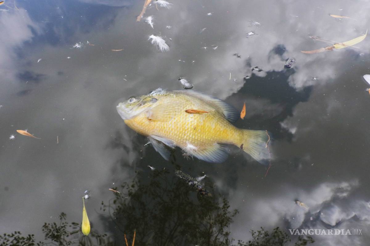 $!Denuncian sobrepoblación de fauna y contaminación en el lago de la Ciudad Deportiva de Saltillo