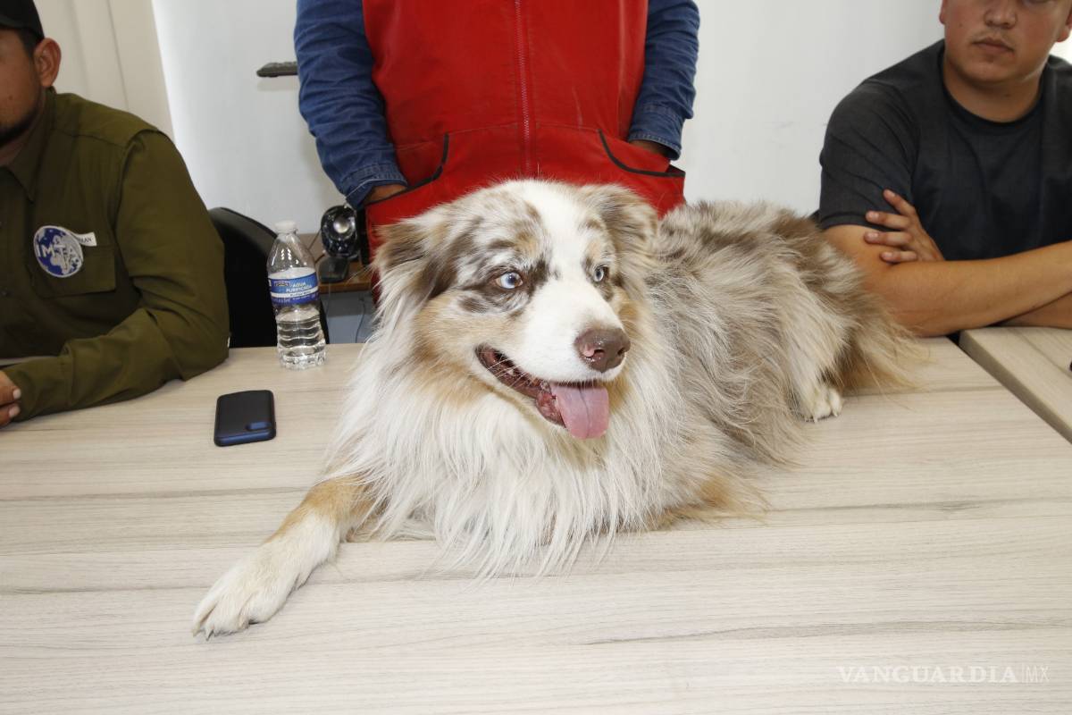 "Lolo" el perro que encontró a hombre perdido durante 4 días en terrenos de la Narro Saltillo